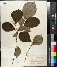 Styrax grandifolius image