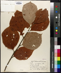 Styrax grandifolius image