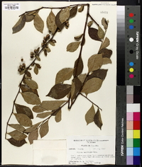 Styrax americanus image