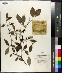 Styrax americanus image