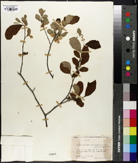 Styrax americanus var. pulverulentus image