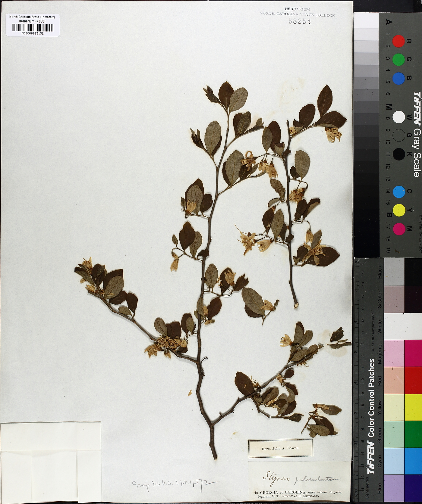 Styrax pulverulentus image