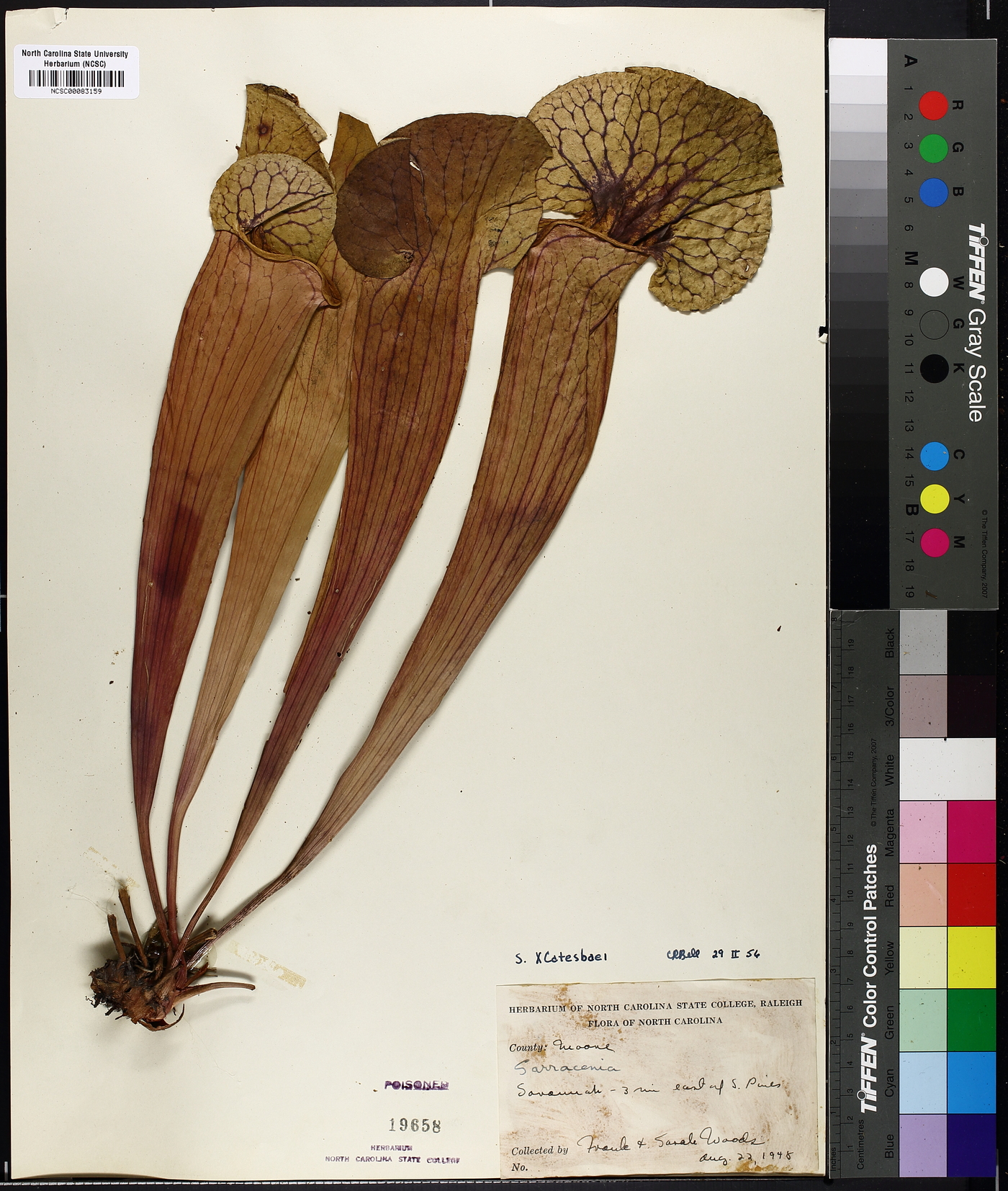 Sarracenia x catesbaei image