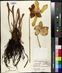 Sarracenia flava image