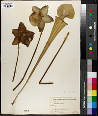 Sarracenia flava image