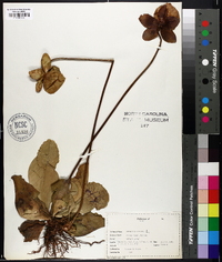 Sarracenia purpurea image