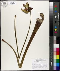 Sarracenia leucophylla image