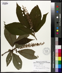 Clethra acuminata image