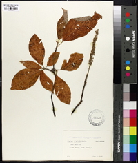 Clethra acuminata image