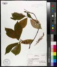 Clethra acuminata image