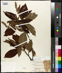 Clethra acuminata image