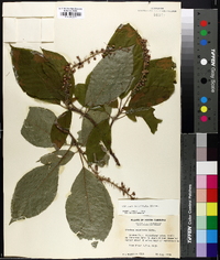 Clethra acuminata image