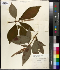 Clethra acuminata image