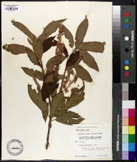 Clethra acuminata image