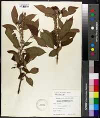 Clethra acuminata image