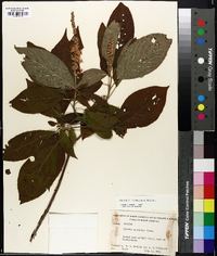 Clethra acuminata image