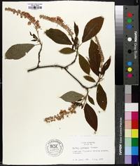 Clethra acuminata image