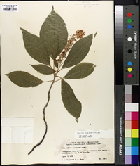 Clethra acuminata image