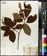 Clethra acuminata image