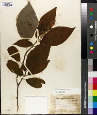 Clethra acuminata image