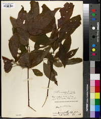 Clethra acuminata image