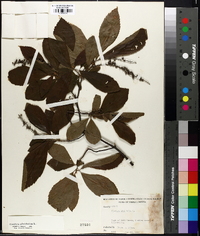 Clethra alnifolia image