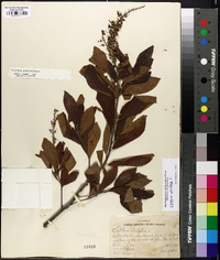 Clethra alnifolia image