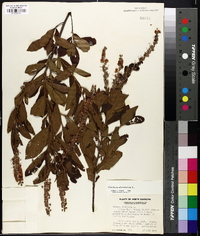 Clethra alnifolia image