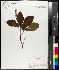 Clethra alnifolia var. alnifolia image