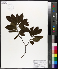 Clethra alnifolia image