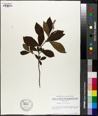 Clethra alnifolia image