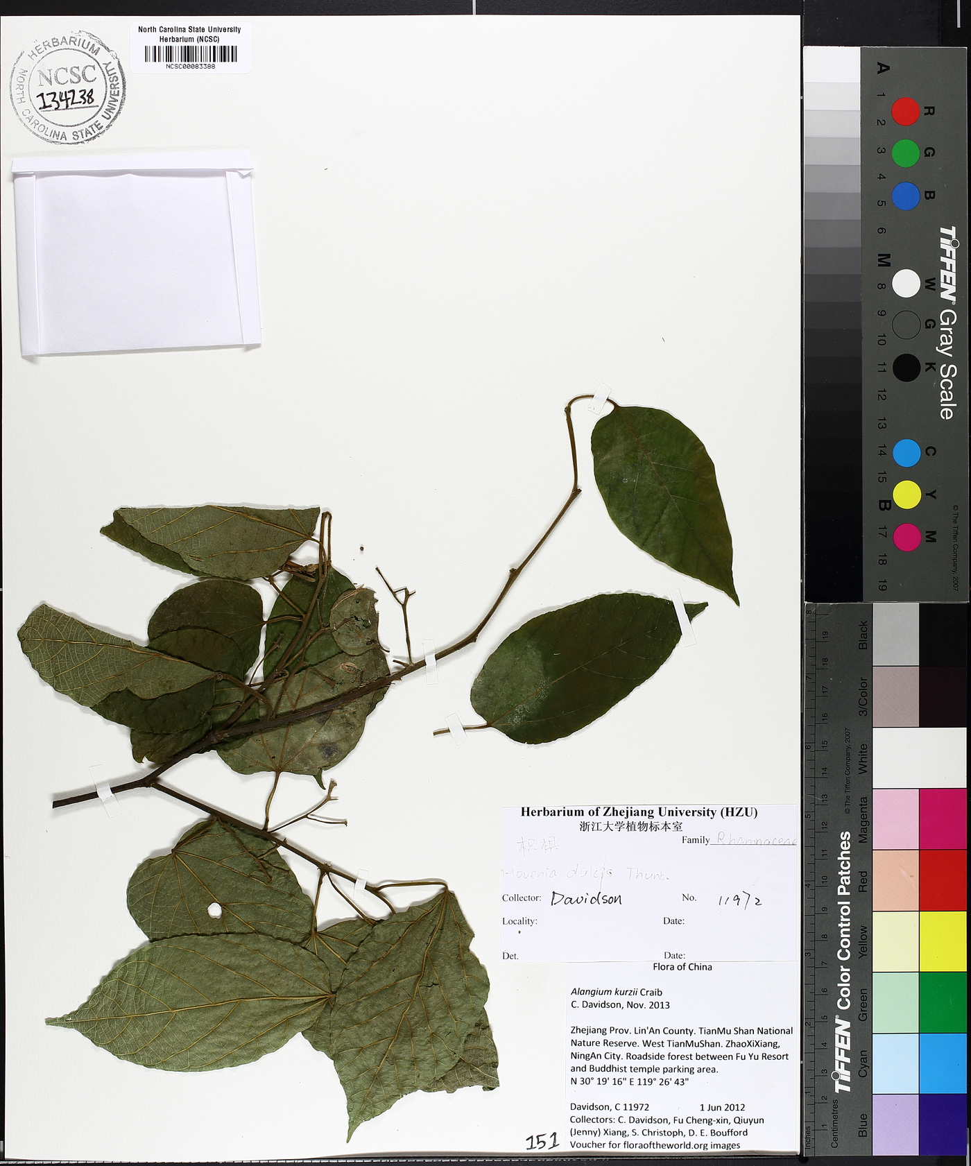 Alangium kurzii image