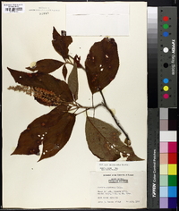 Clethra acuminata image