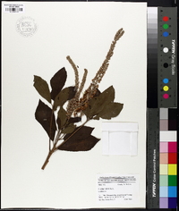 Clethra alnifolia image