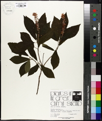 Clethra alnifolia image