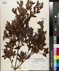 Cliftonia monophylla image