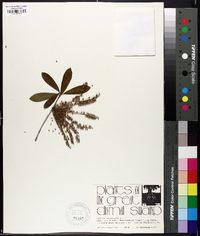 Cyrilla racemiflora image