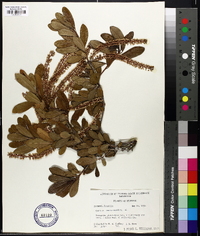 Cyrilla racemiflora image