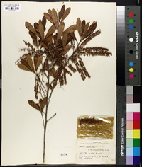 Cyrilla racemiflora image