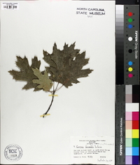 Quercus x fernaldii image