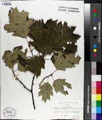 Quercus x fernaldii image