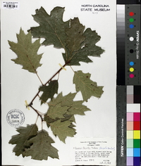 Quercus x fernaldii image