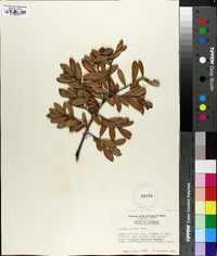 Quercus geminata image