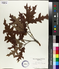 Quercus lyrata image