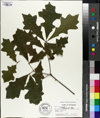 Quercus lyrata image