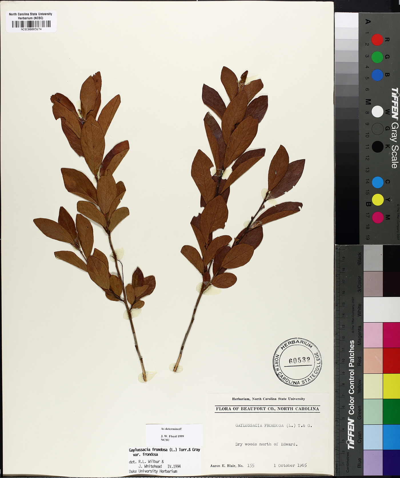 Gaylussacia frondosa var. frondosa image