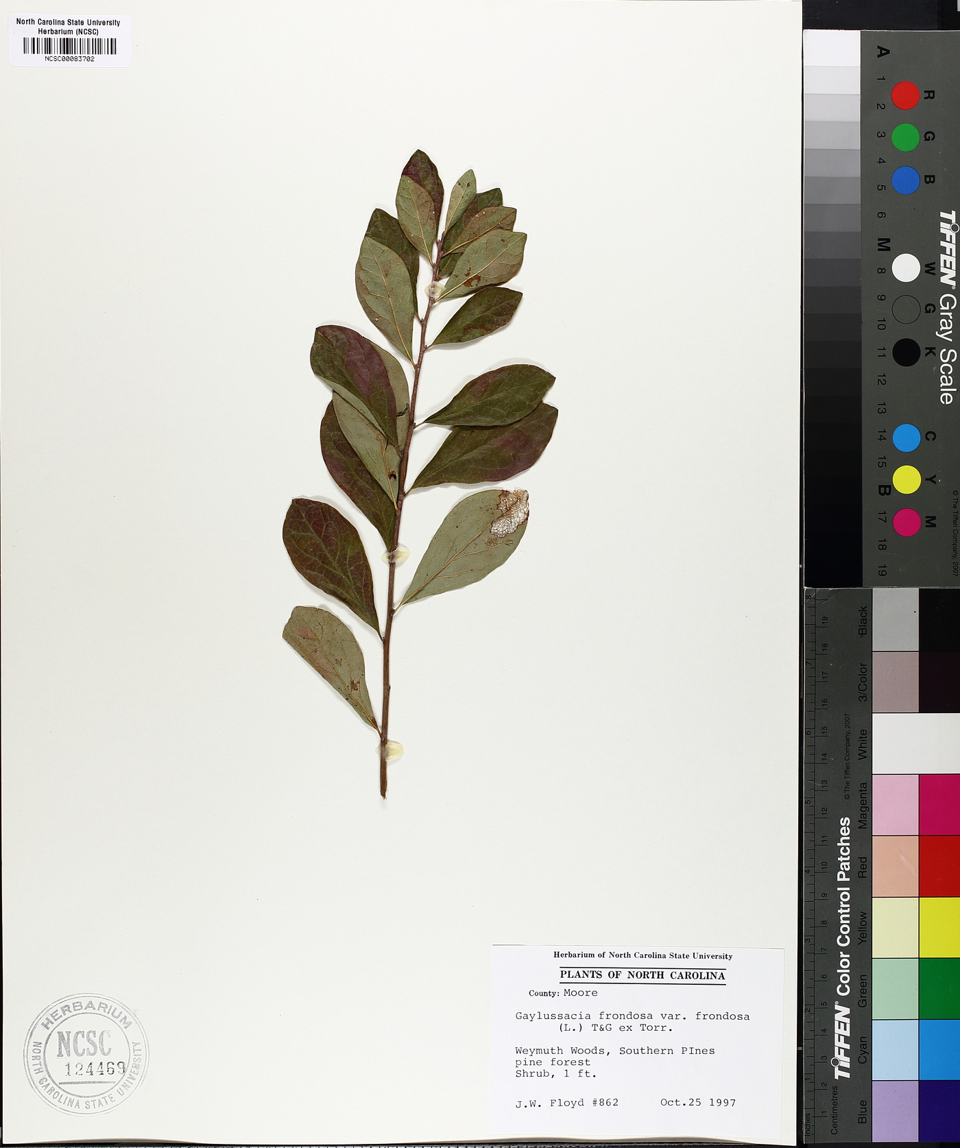 Gaylussacia frondosa var. frondosa image