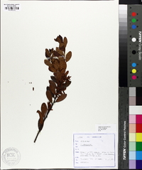 Image of Gaylussacia rhododendron