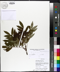 Image of Sorbus amabilis
