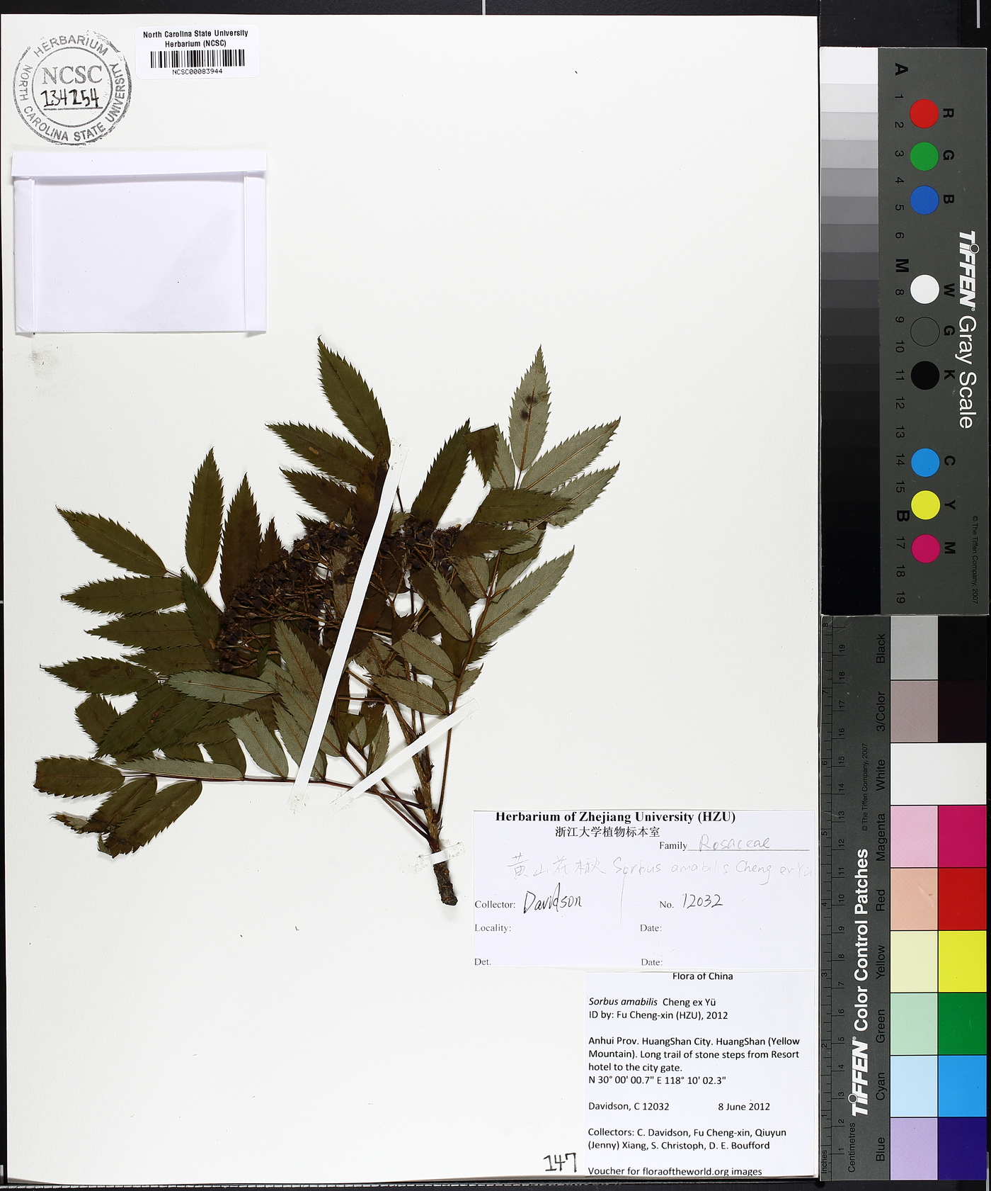 Sorbus amabilis image